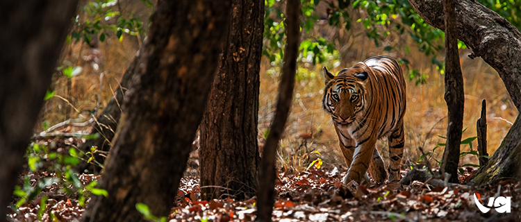Bandhavgarh National Park – The Land of Tigers
